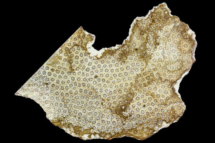 Polished, Fossil Coral Slab - Indonesia #112487